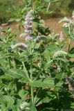 Mentha longifolia. Верхушка цветущего растения. Ставропольский край, окр. г. Кисловодск, ущелье реки Березовки. 09.08.2010.