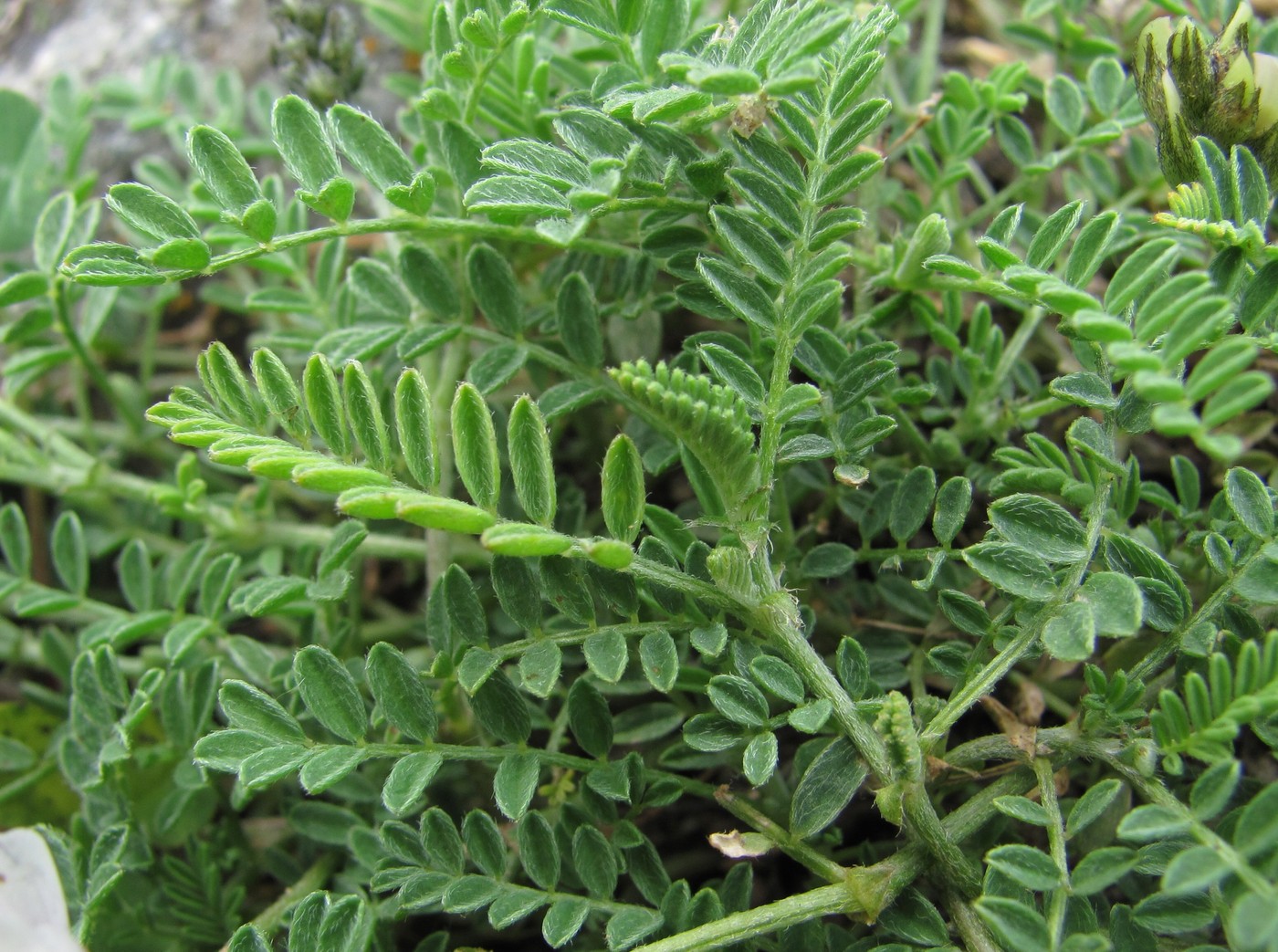 Изображение особи Astragalus captiosus.