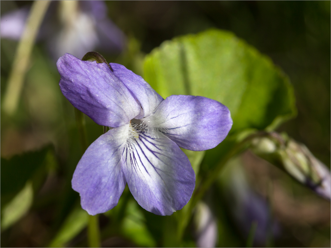 Изображение особи род Viola.