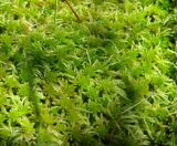 род Sphagnum