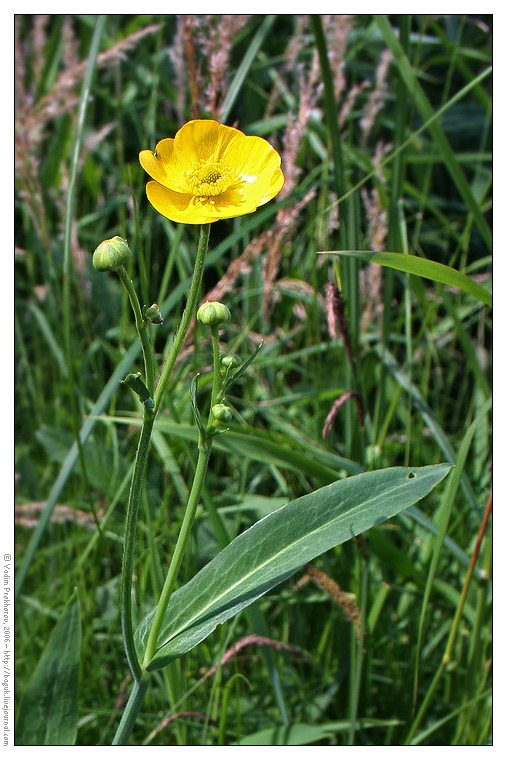 Изображение особи Ranunculus lingua.