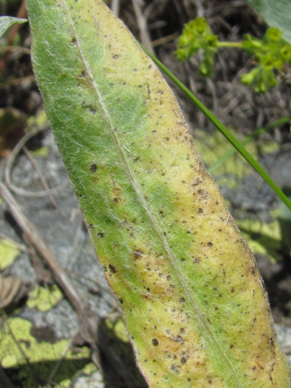 Image of Centaurea cheiranthifolia specimen.