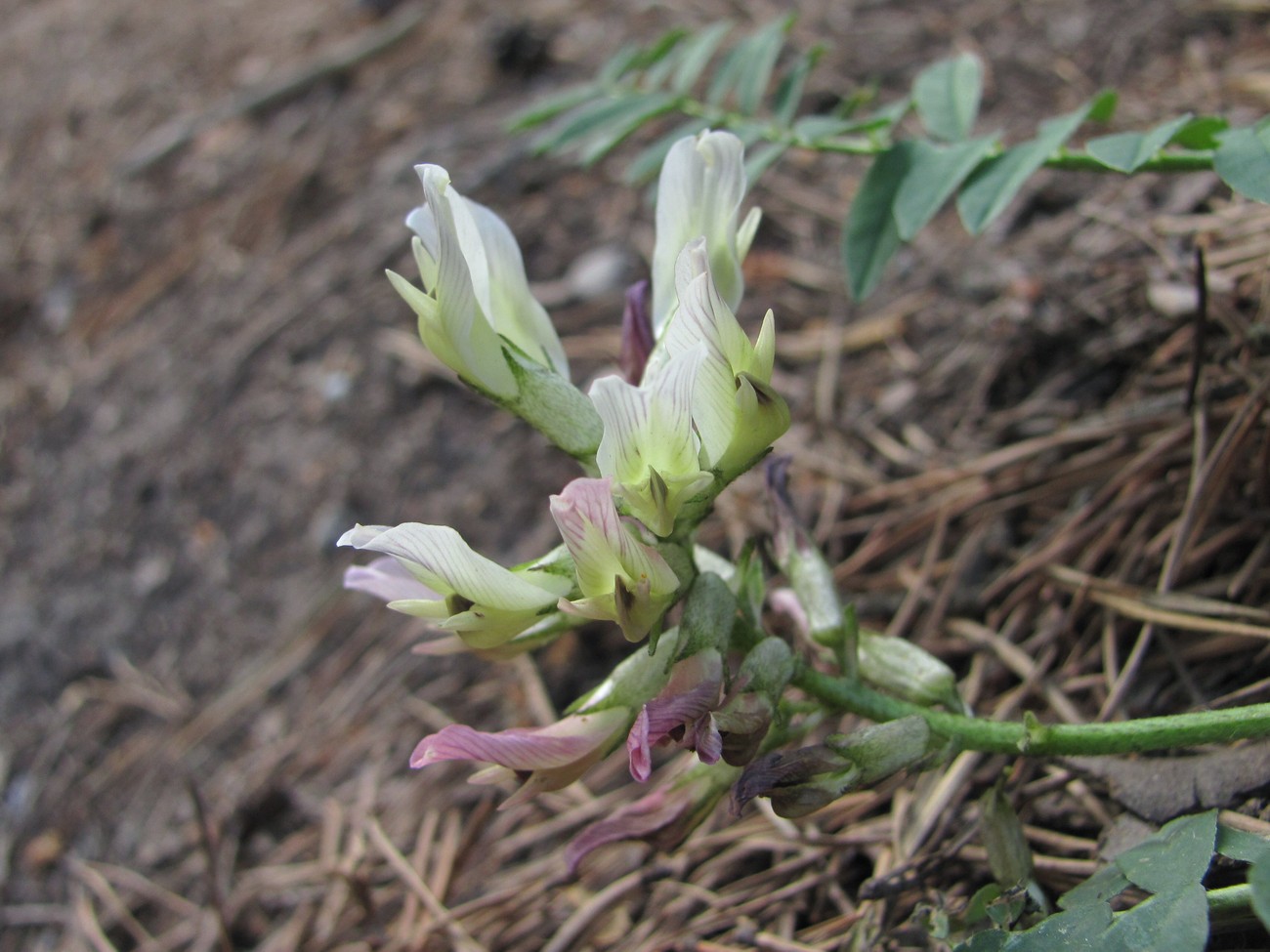 Изображение особи Astragalus cicer.