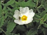 Cistus salviifolius. Верхушка побега с цветком и сидящим на нём жуком. Греция, о. Родос, окр. поселения Лакки, заросли кустарников у обочины дороги. 6 мая 2011 г.