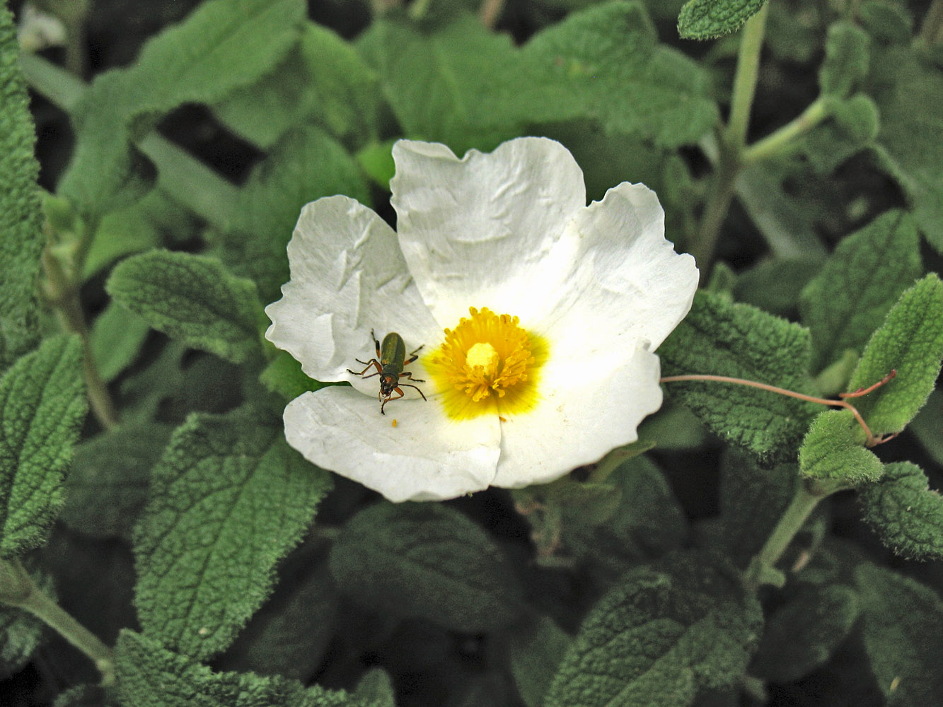 Image of Cistus salviifolius specimen.