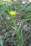 Tragopogon orientalis