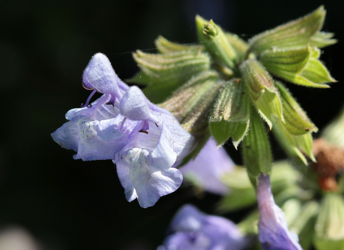 Image of Salvia ringens specimen.