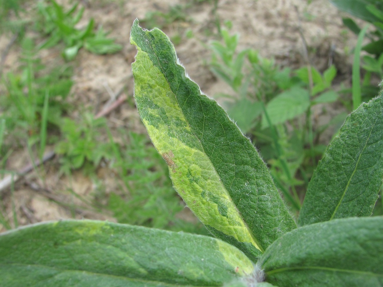 Image of Inula germanica specimen.