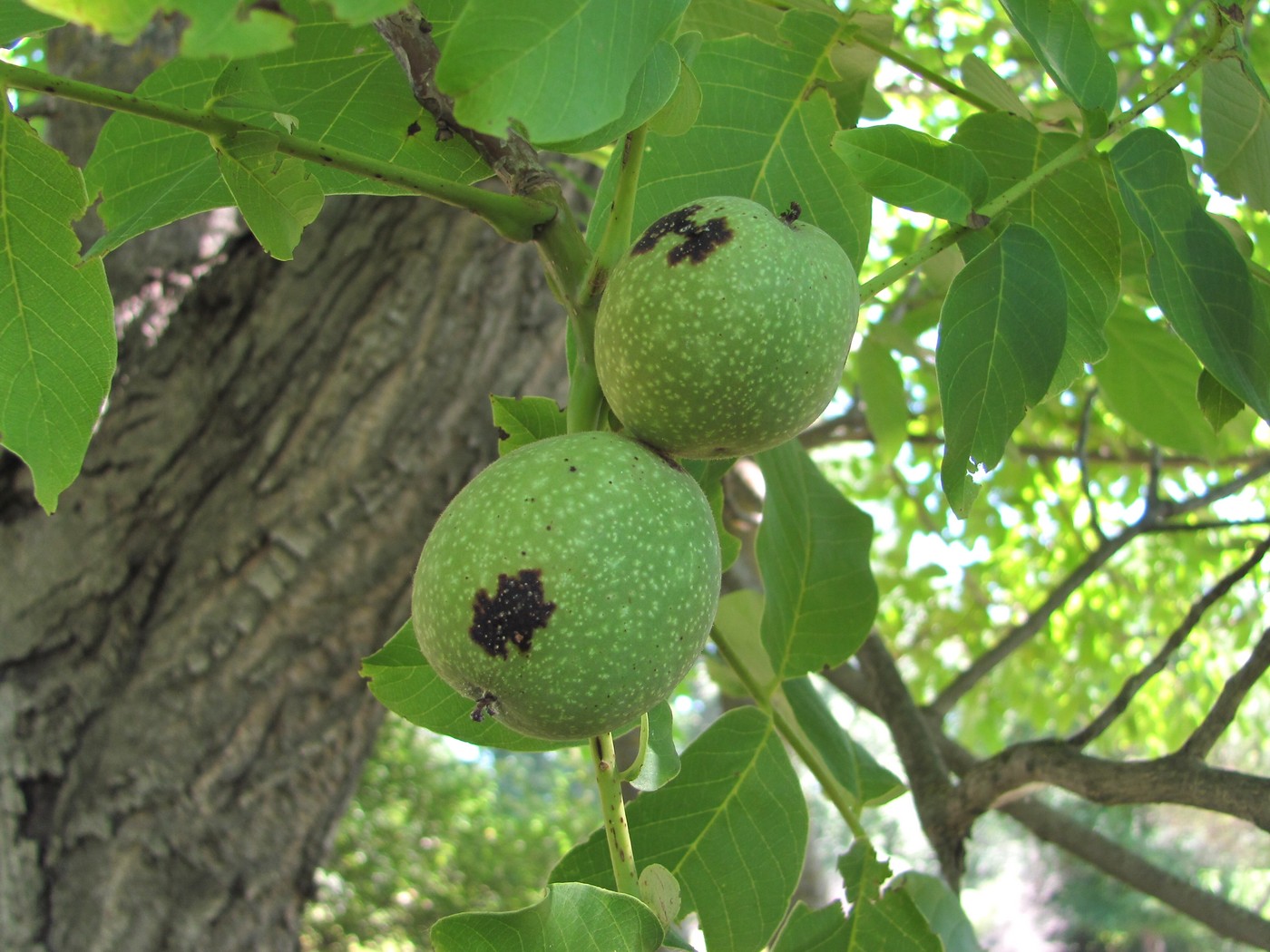 Image of Juglans regia specimen.