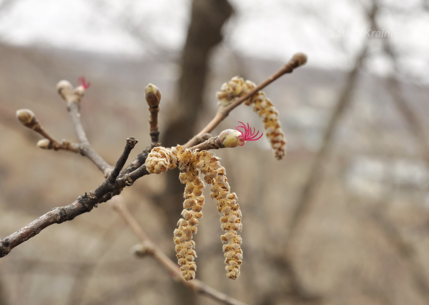 Image of Corylus mandshurica specimen.