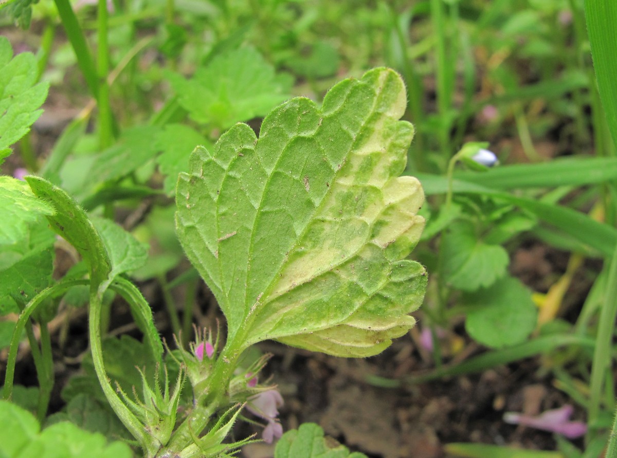 Image of Lamium purpureum specimen.