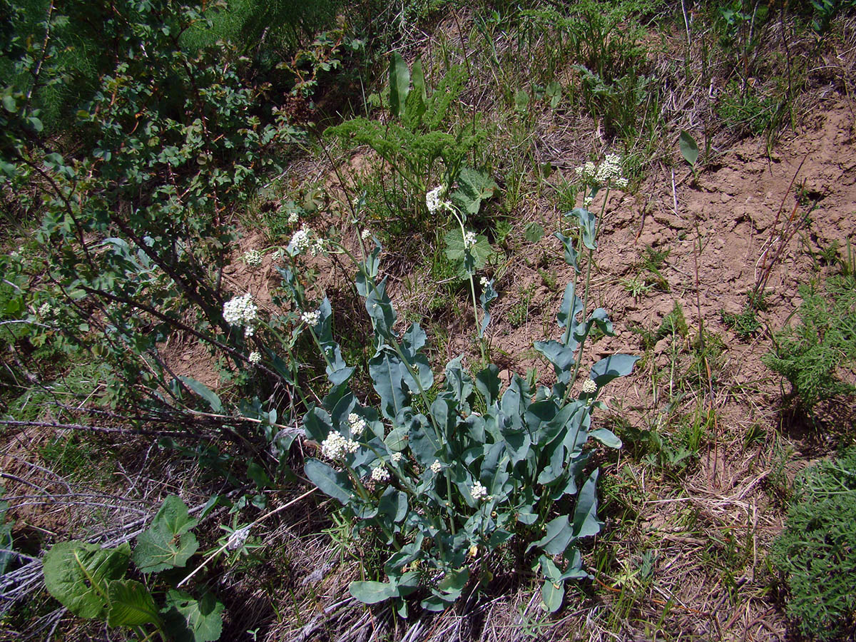 Image of Stroganowia tianschanica specimen.