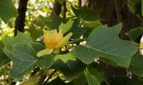 Liriodendron tulipifera