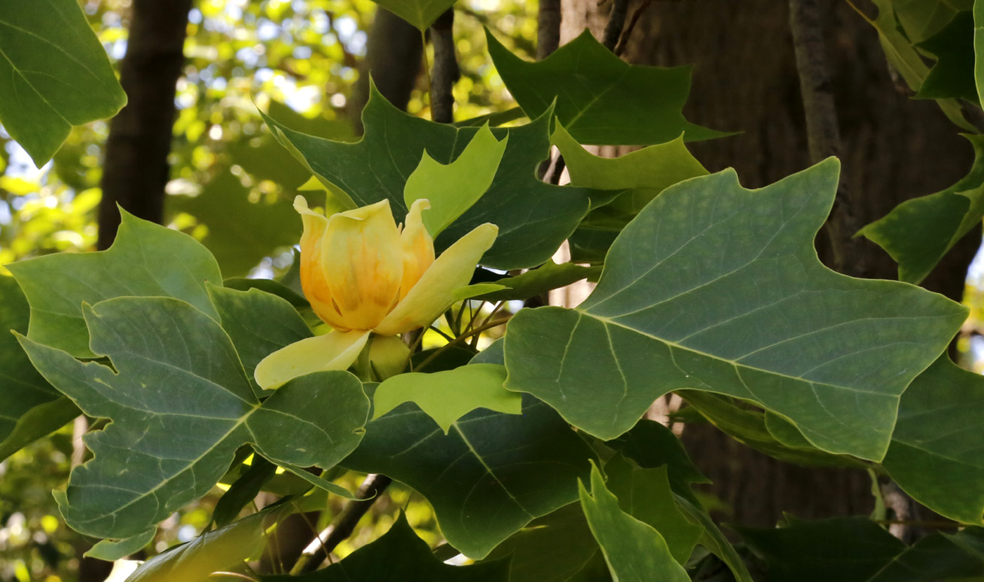 Image of Liriodendron tulipifera specimen.