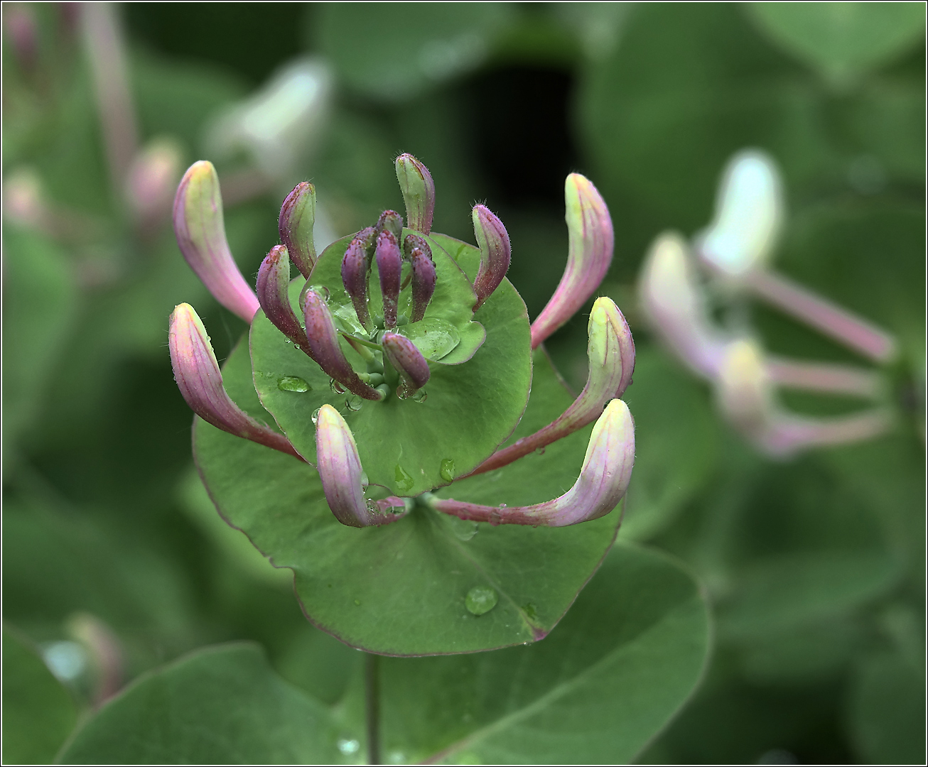 Image of Lonicera caprifolium specimen.