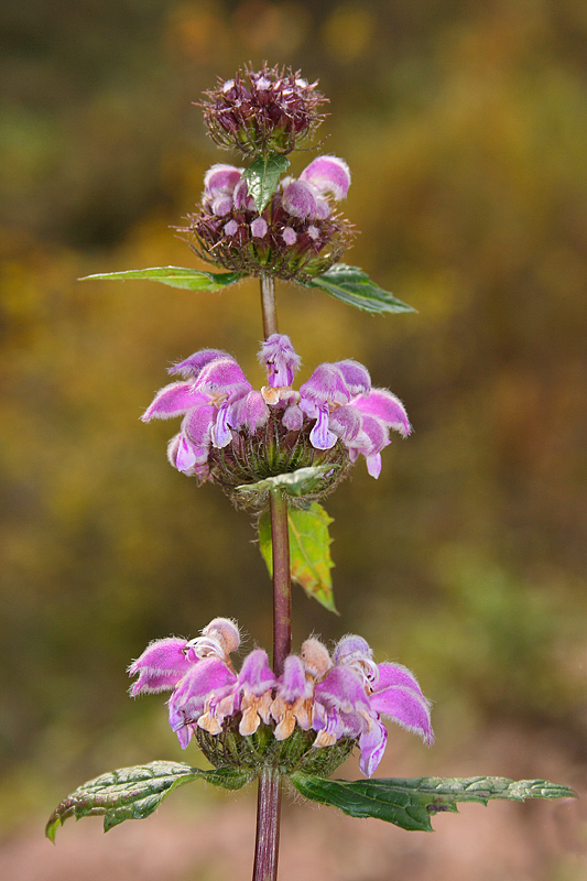 Изображение особи Phlomoides tuberosa.