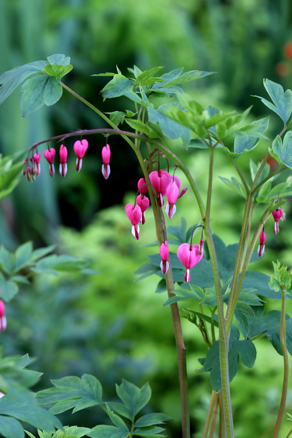 Image of Dicentra spectabilis specimen.