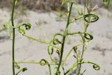 Streptoloma desertorum. Части побегов с плодами-стручками. Узбекистан, Ферганская обл., Язъяванские пески. 27.04.2021.