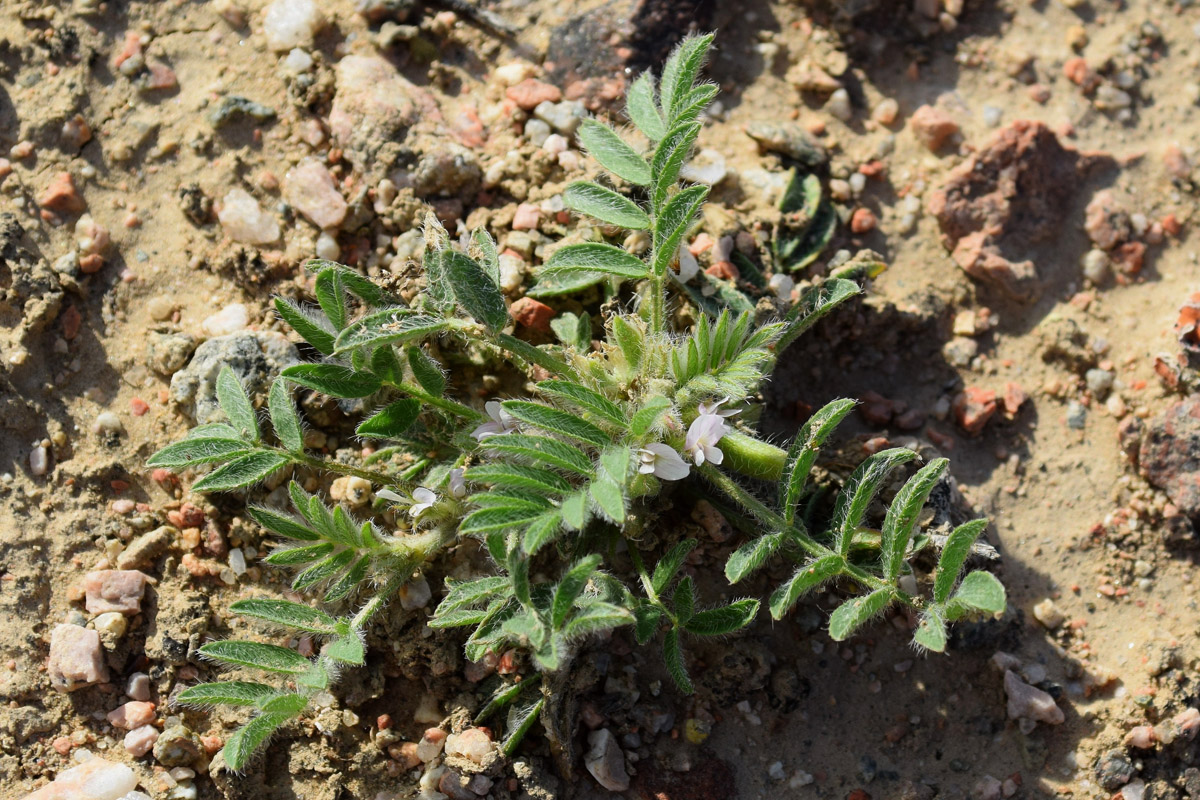 Image of Astragalus tribuloides specimen.