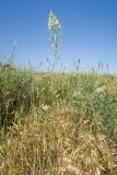 Ornithogalum pyrenaicum. Цветущее растение. Крым, Керченский п-ов, городской округ Керчь, окр. пос. Подмаячный, мыс Фонарь, степь на верхней террасе приморского склона. 28.05.2021.