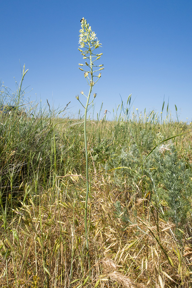 Изображение особи Ornithogalum pyrenaicum.