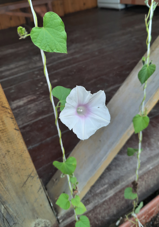 Image of Ipomoea lacunosa specimen.