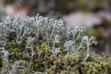 Cladonia rangiferina. Талломы с апотециями (в сообществе со мхом). Краснодарский край, Абинский р-н, окр. станицы Эриванской, склон горы Шизе, дубовый лес. 29.05.2021.