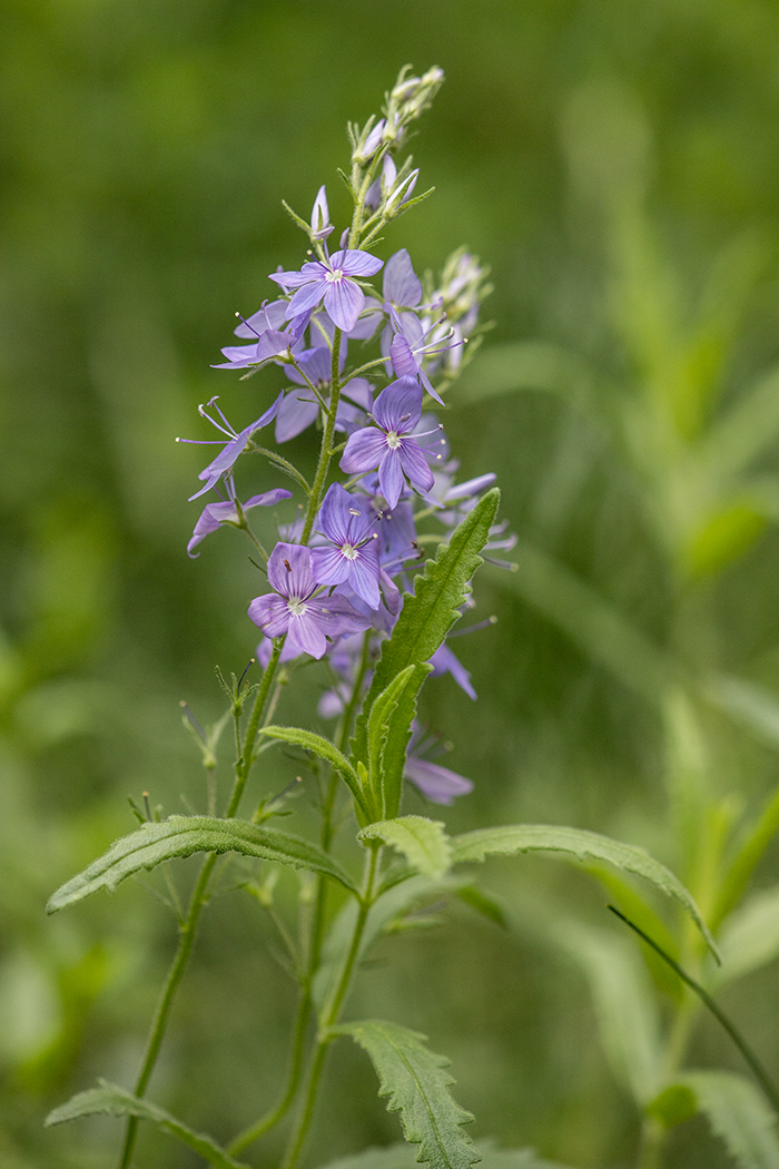 Image of Veronica jacquinii specimen.