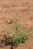 Chenopodium acerifolium. Цветущее растение. Республика Татарстан, окр. г. Набережные Челны, Шильнинский лес, на песке. 15.08.2021.