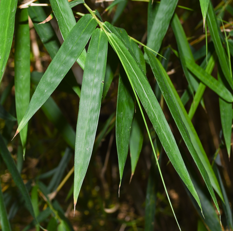 Image of Bambusa multiplex specimen.