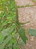 Amaranthus viridis. Верхняя часть плодоносящего растения. Крым, Южный берег, Никитский ботанический сад, в цветнике. 19.10.2020.