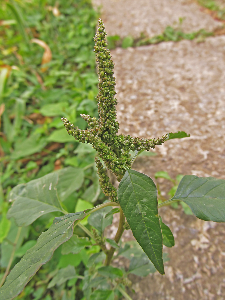 Изображение особи Amaranthus viridis.