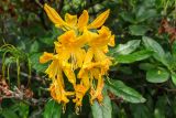 Rhododendron luteum