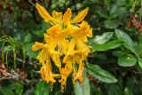 Rhododendron luteum