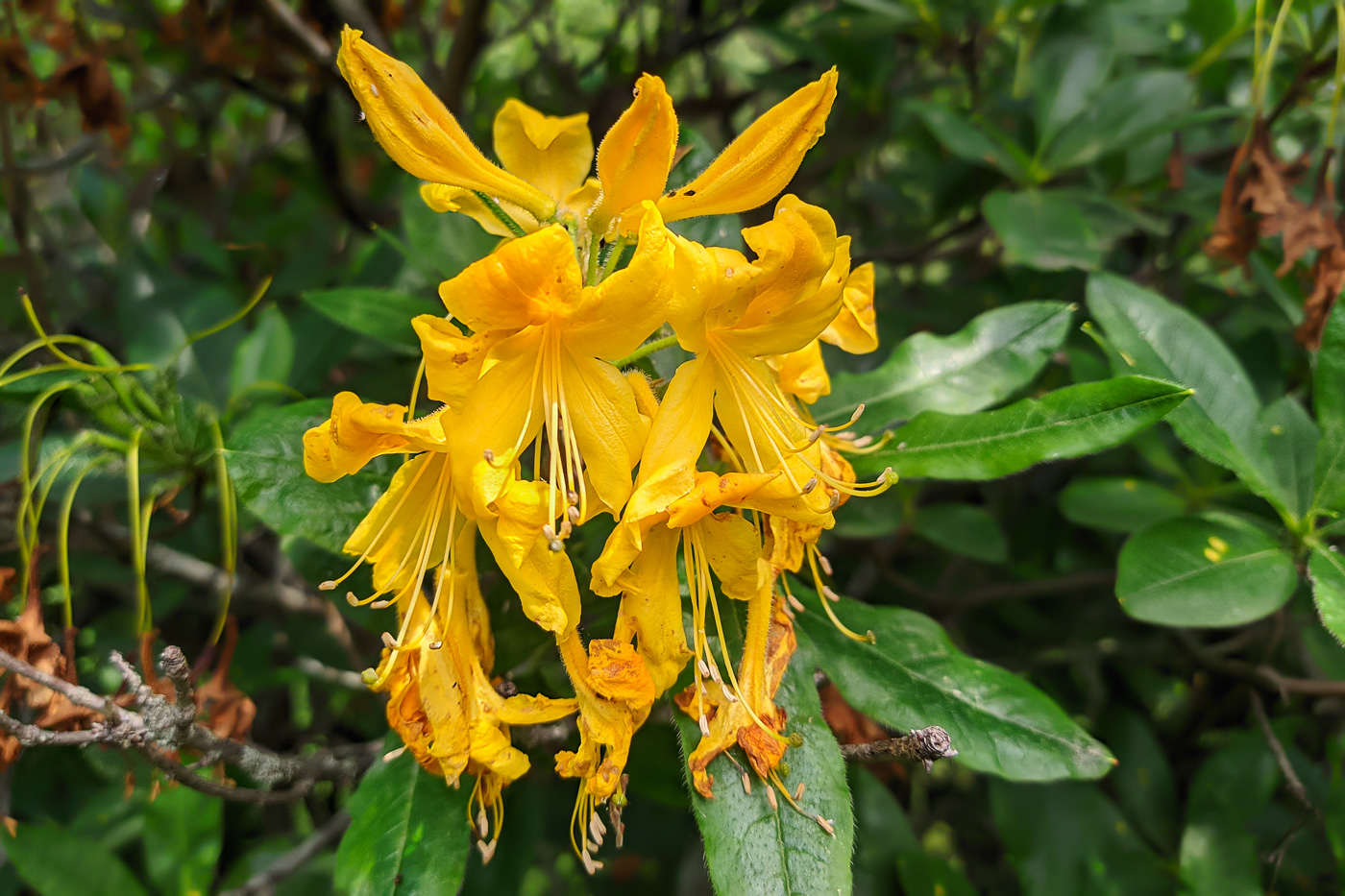 Image of Rhododendron luteum specimen.