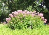 Eupatorium purpureum