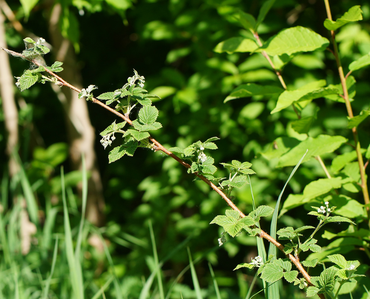 Изображение особи Rubus idaeus.