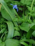 Scilla caucasica. Цветущее растение. Азербайджан, Лерикский р-н. 13.04.2010.