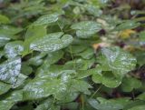 Epimedium × warleyense