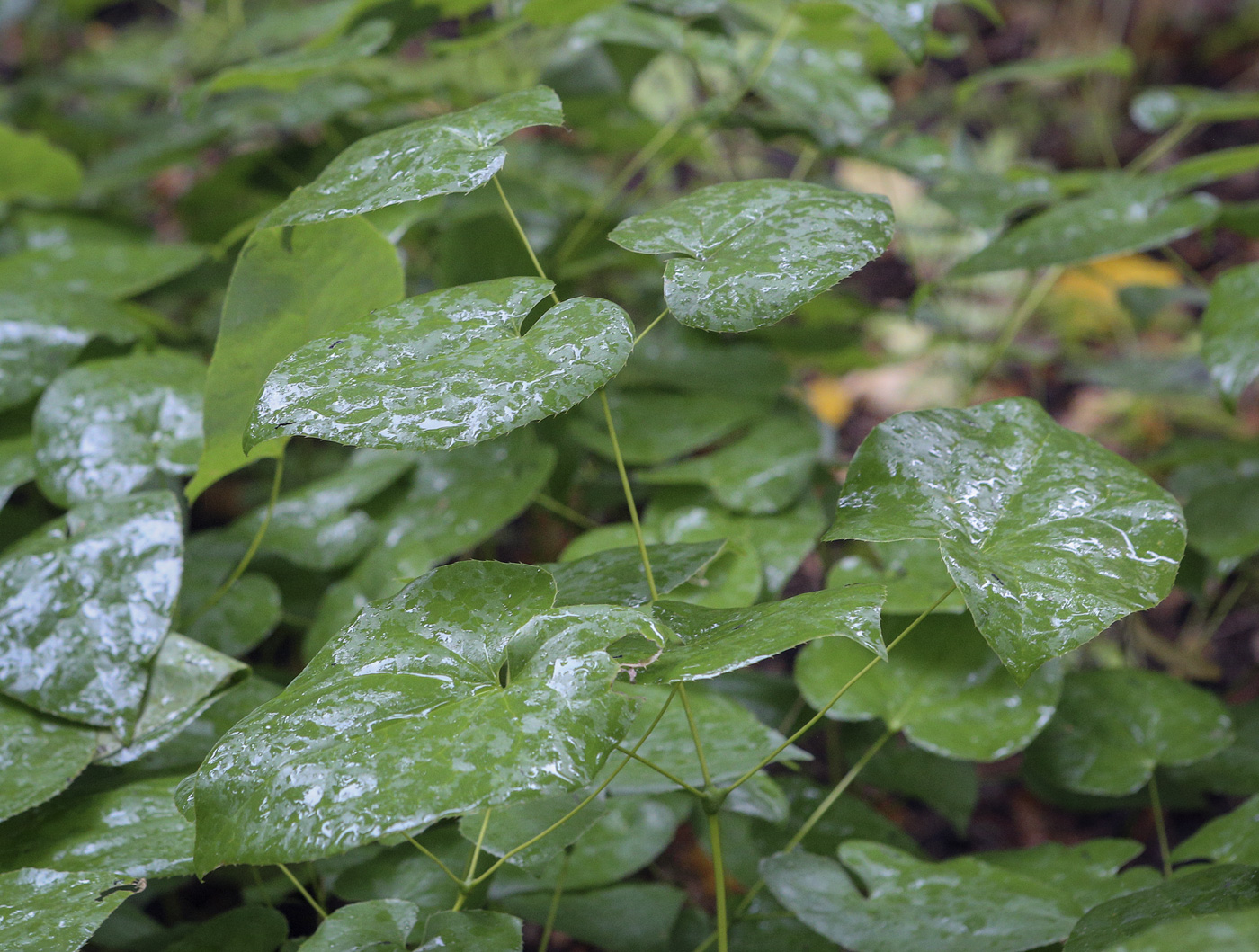 Изображение особи Epimedium &times; warleyense.