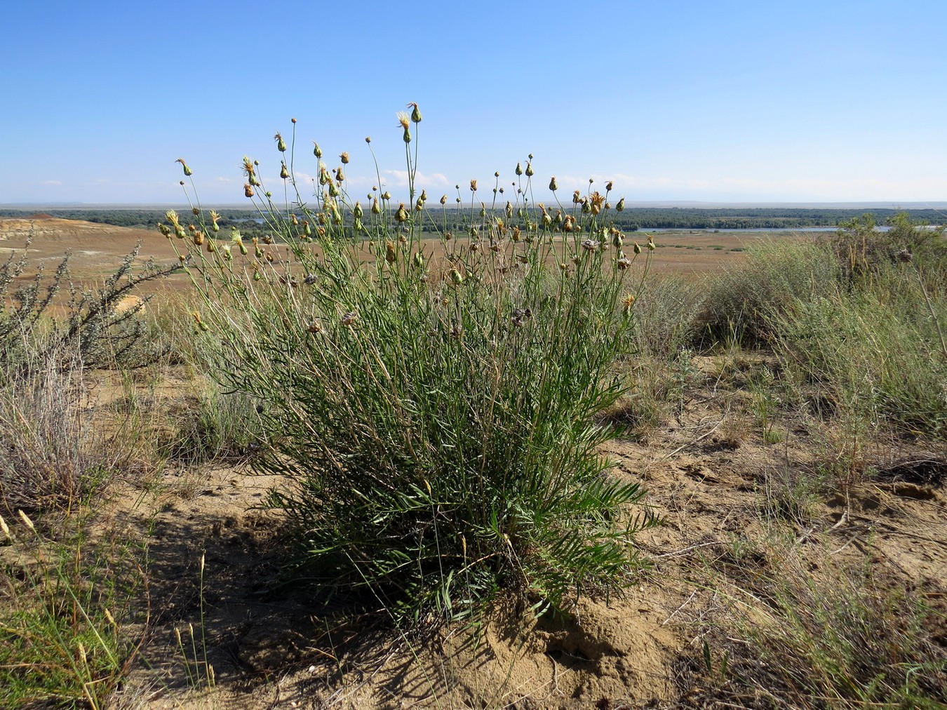 Изображение особи Rhaponticoides zaissanica.