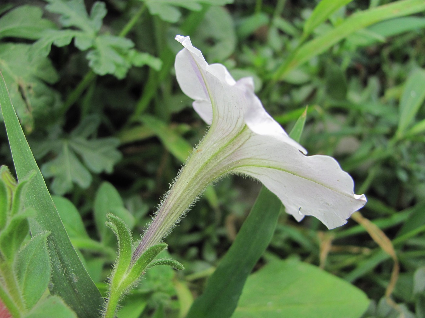 Image of Petunia &times; atkinsiana specimen.