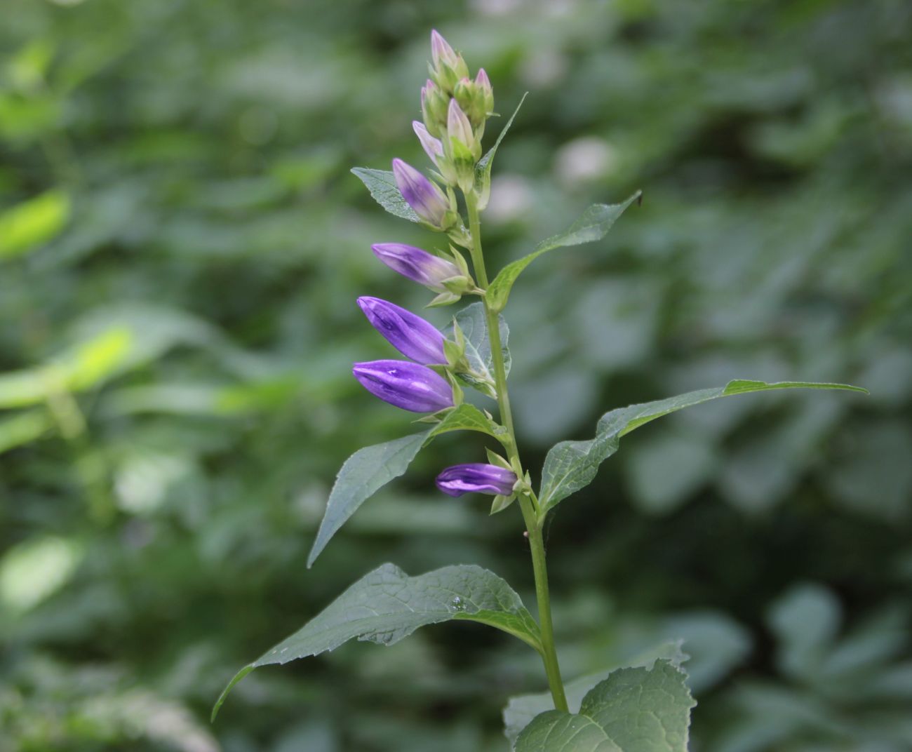 Image of Campanula latifolia specimen.