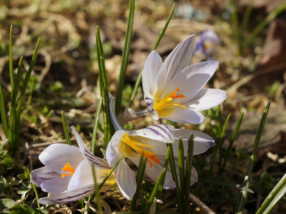 Изображение особи Crocus reticulatus.