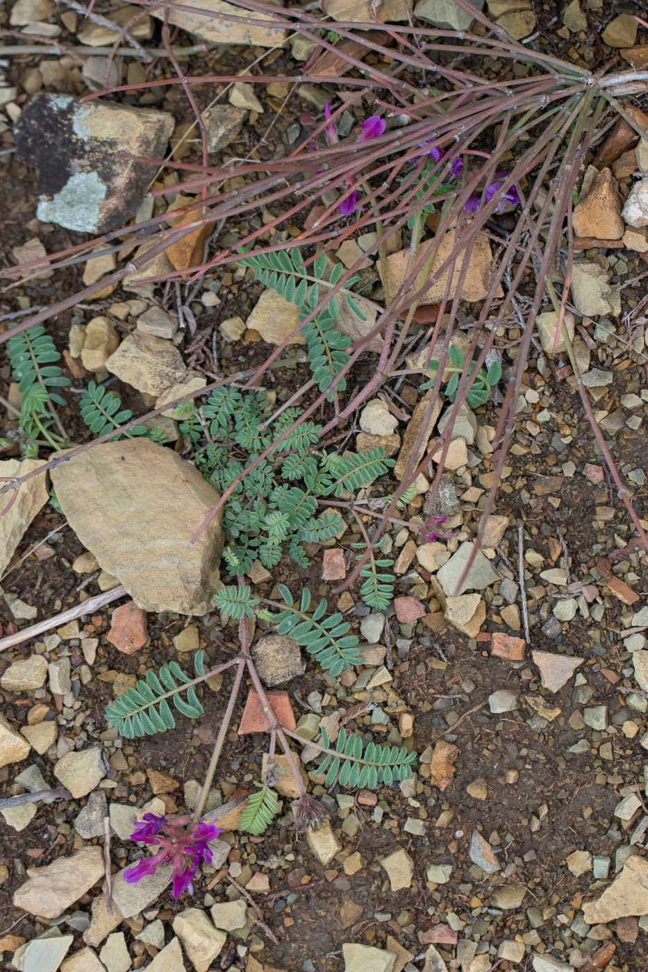 Image of genus Astragalus specimen.
