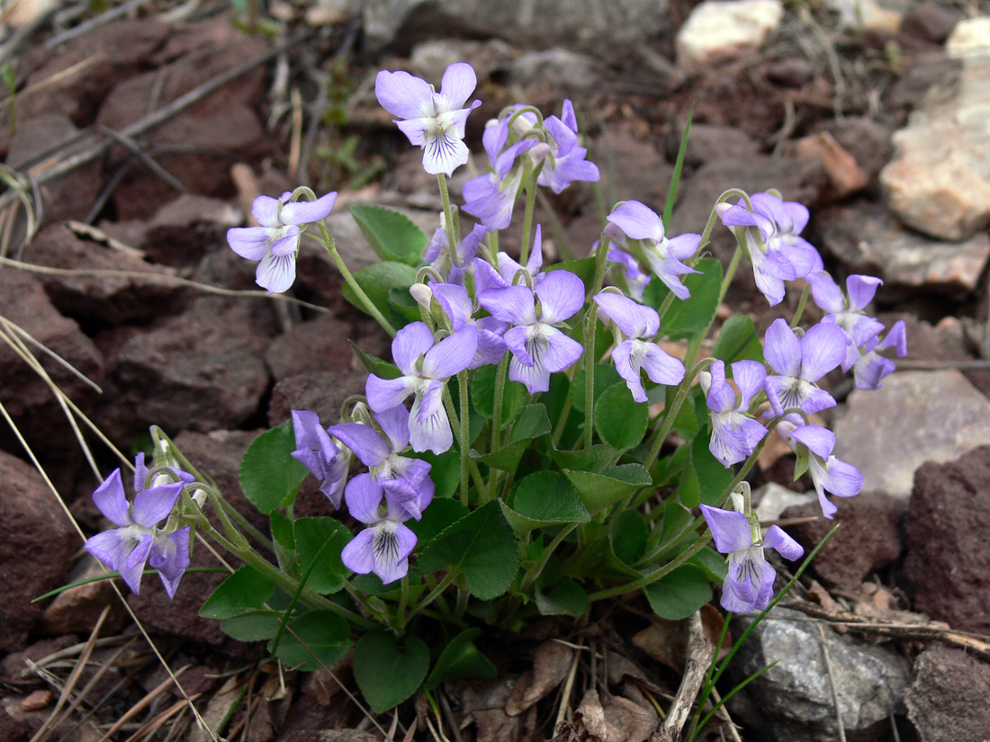 Изображение особи Viola rupestris.