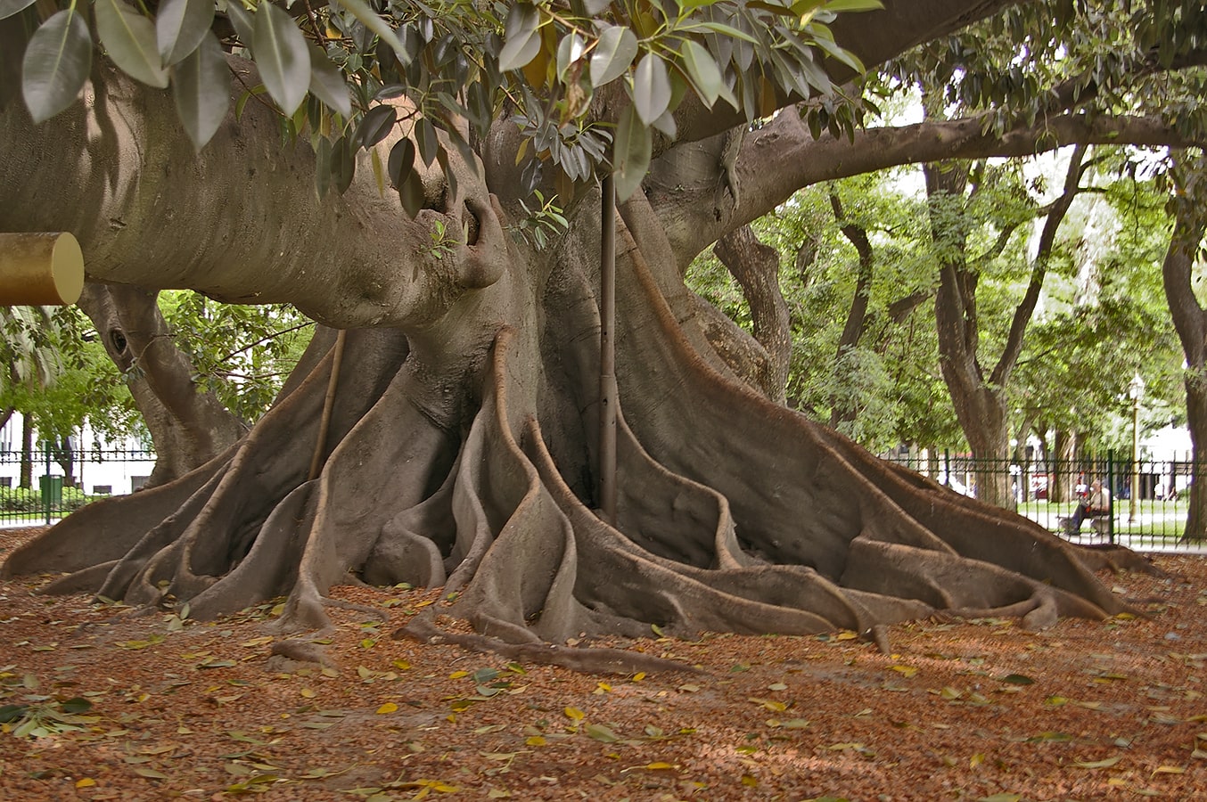 Изображение особи Ficus macrophylla.