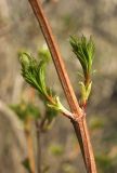 Viburnum opulus. Часть побега с распускающимися вегетативными почками. Северная Осетия, Ирафский р-н, турбаза \"Порог неба\", хр. Танадор, западное подножие горы Кубус, около 1700 м н.у.м., заросли кустарника. 03.05.2022.