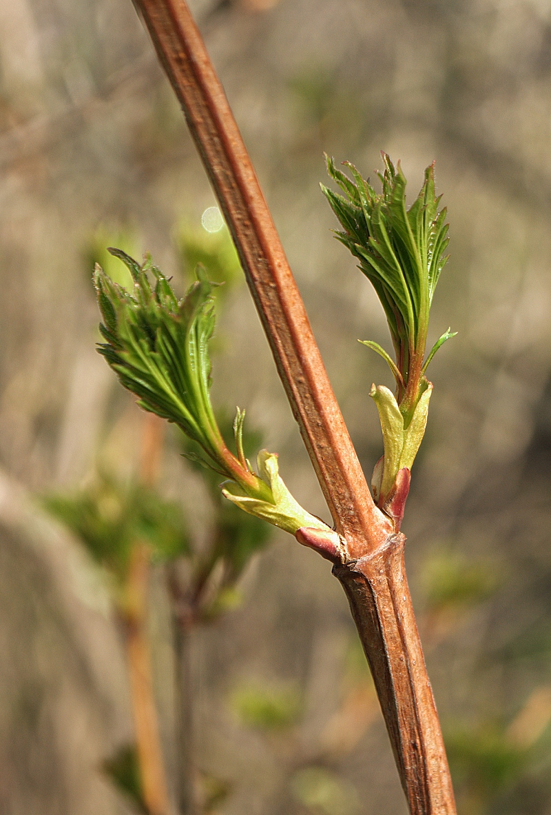 Image of Viburnum opulus specimen.