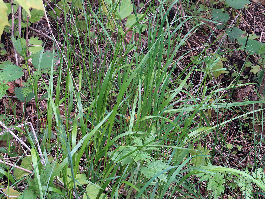 Image of Melica nutans specimen.